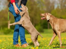 Pet Training Tips